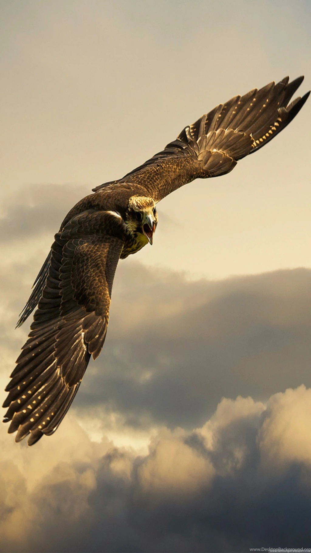 Animals iPhone 6 Plus Wallpapers Flying Eagle Cloudy Sky iPhone ...