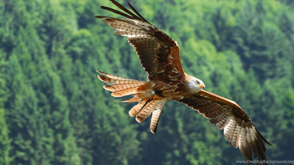 Flying Eagle HD Animal Wallpapers