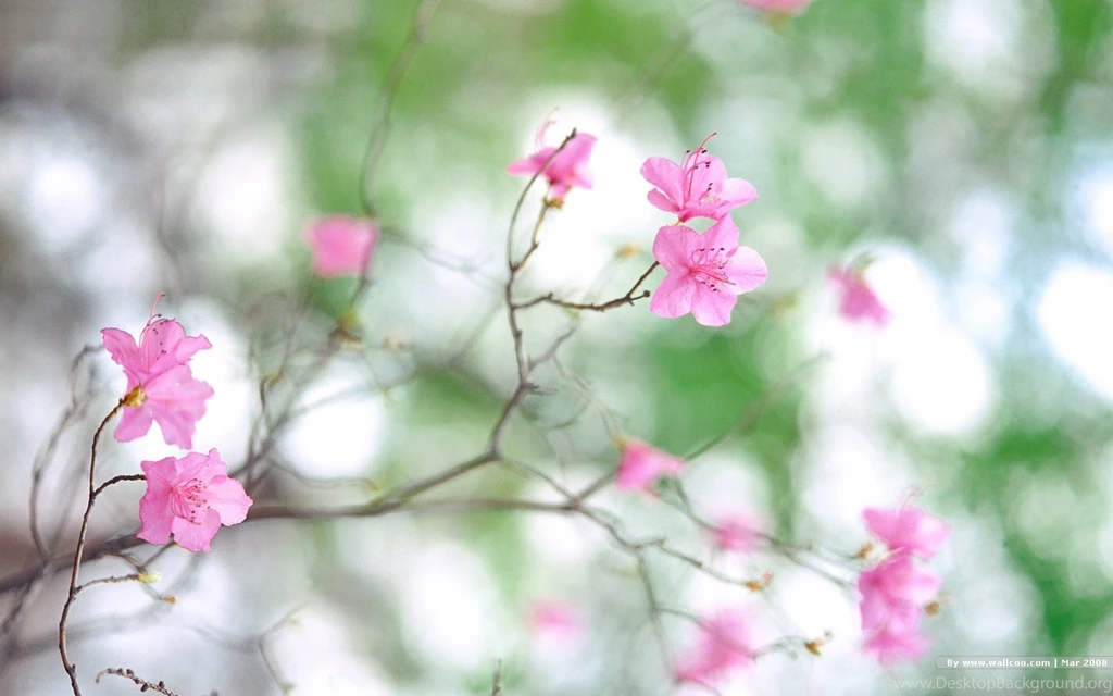 1440*900 Wallpapers Of Season Spring 1440x900 NO.2 Desktop ...