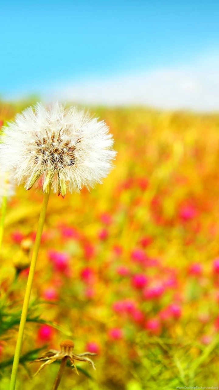 Android Mobile Wallpapers Spring Season – Androidwalls.org