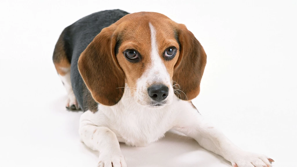 4K Ultra HD Beagle Wallpapers HD, Desktop Backgrounds 3840x2160