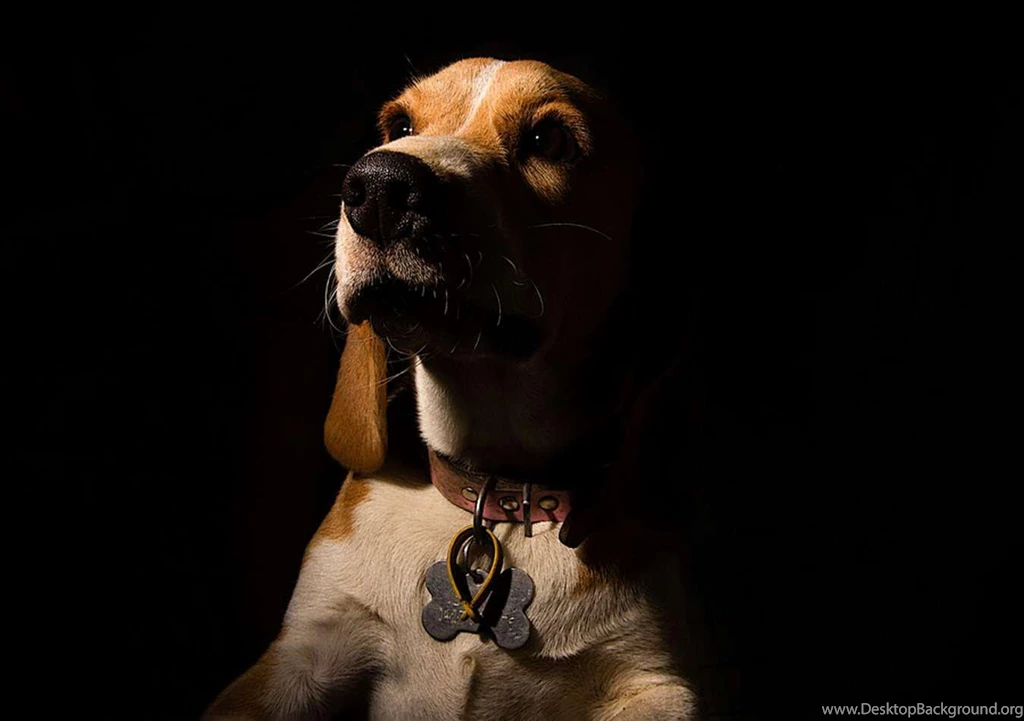BEAGLE WALLPAPER (