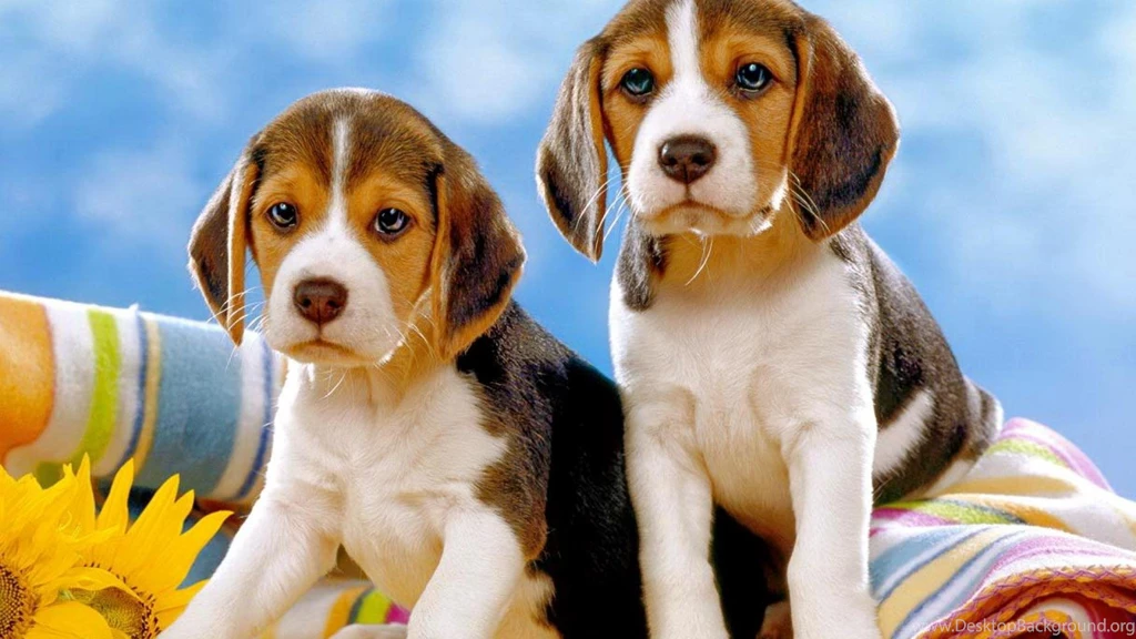 Christmas Beagle Wallpapers 7 Desktop Backgrounds ...