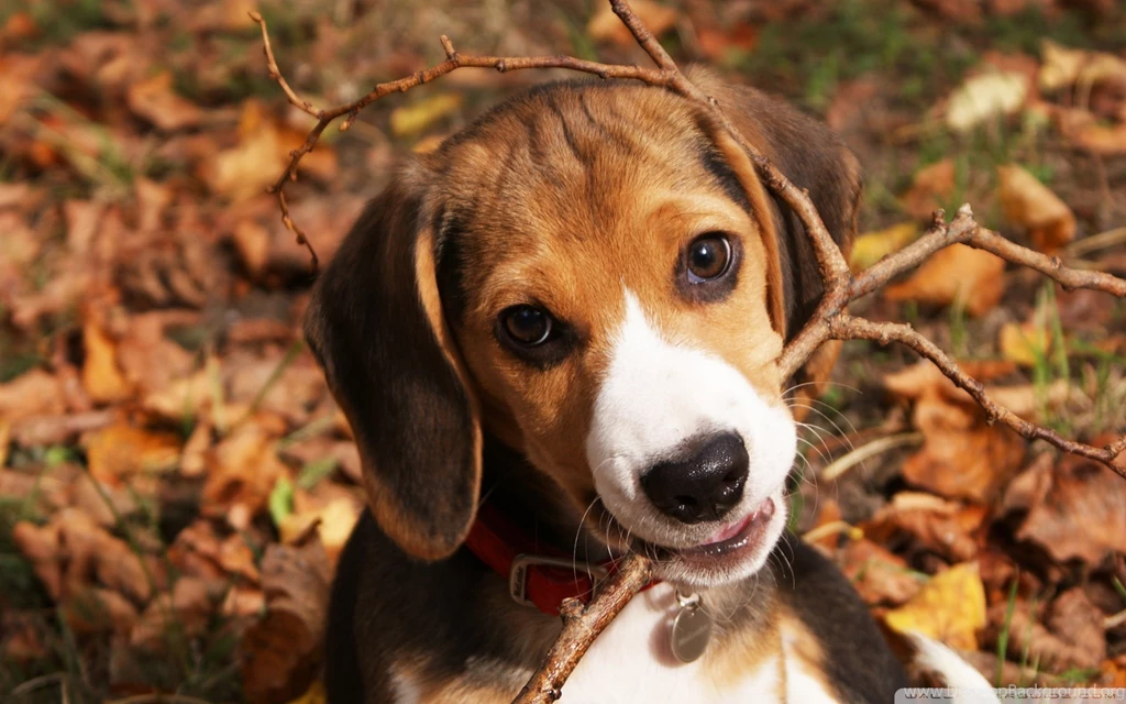 30 Cute Nature Wallpapers Pictures