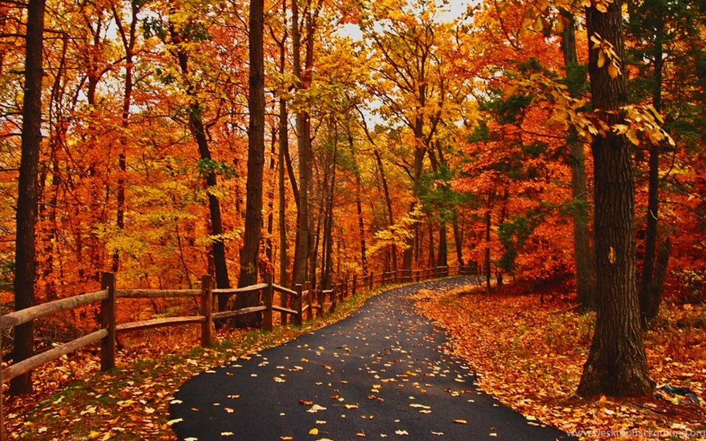 Autumn Road Backgrounds