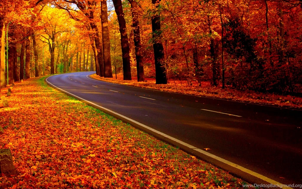 Autumn road   Image