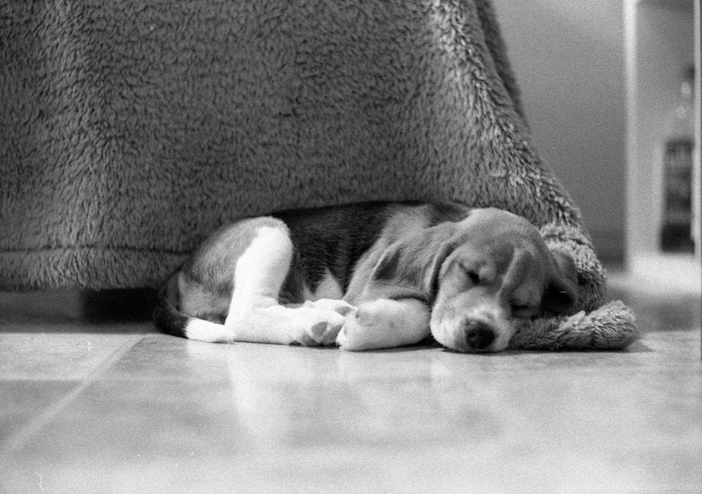 BEAGLE WALLPAPER (