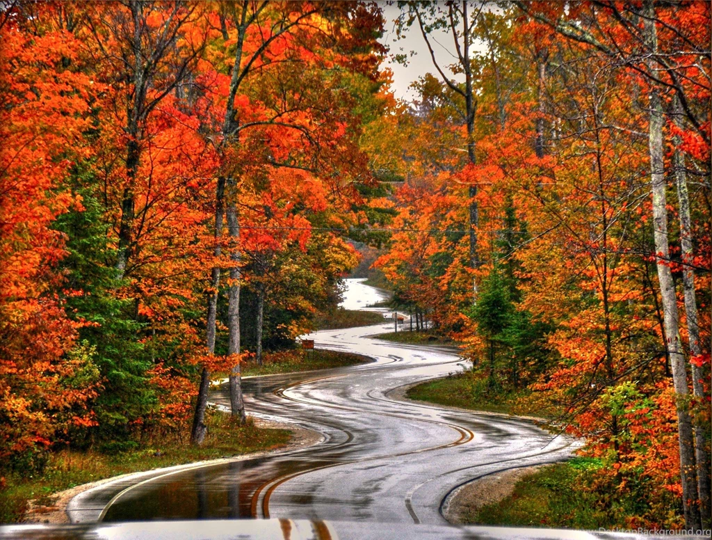 Autumn Road (