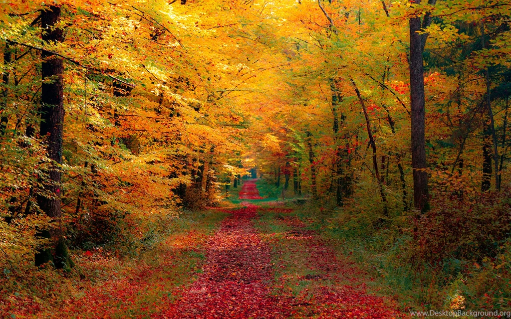 Top Natural Park Autumn Red Wallpapers
