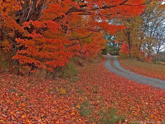 Autumn Roads Pictures, Pathways With Fall Leaves 23 Wallcoo.net