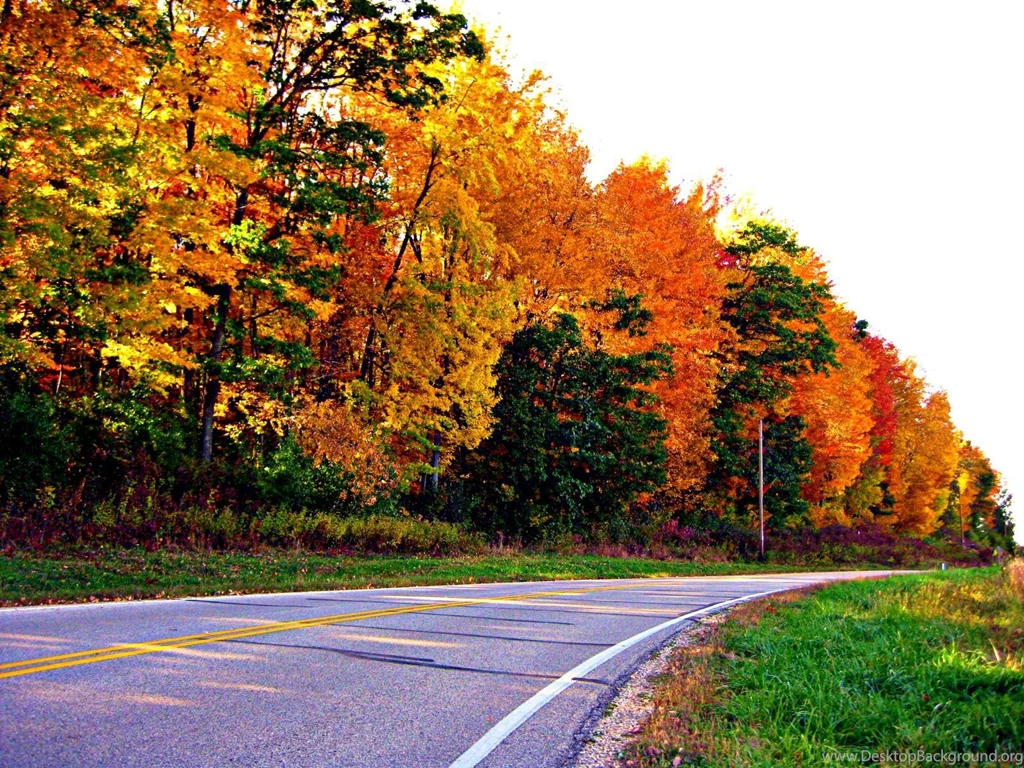 Autumn Road   (