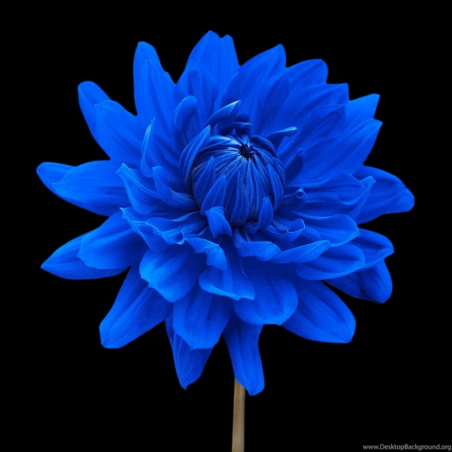 Blue Flower Black Backgrounds