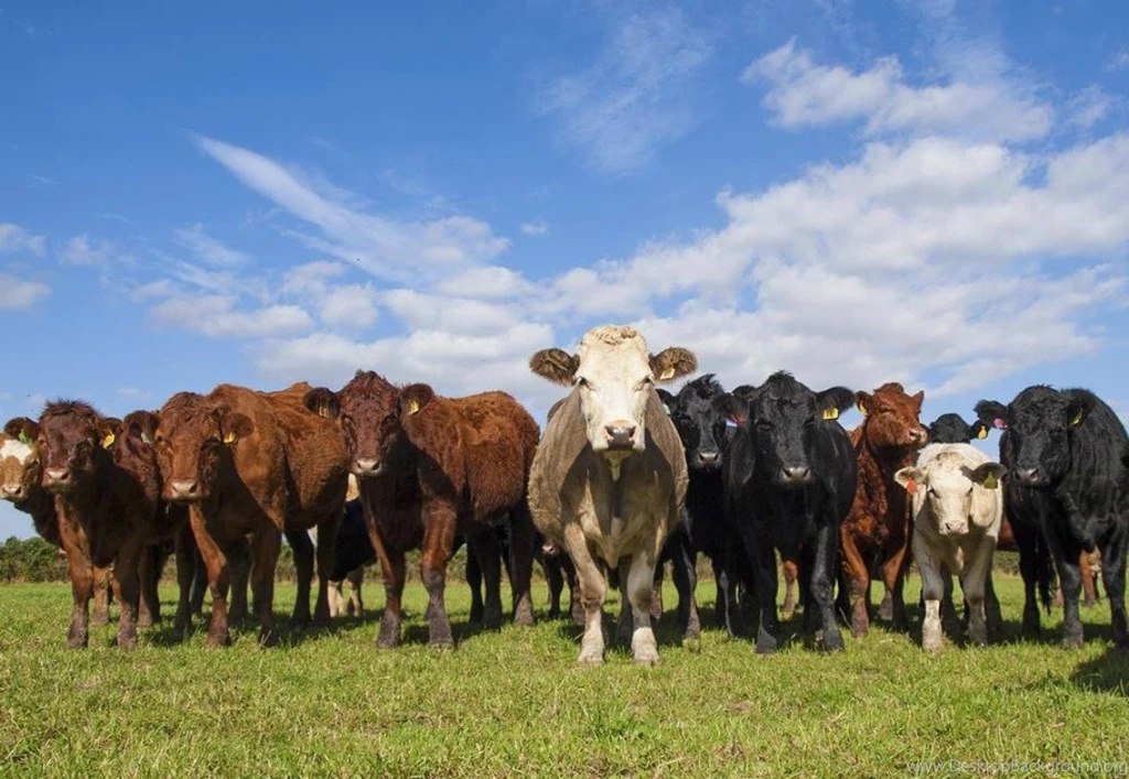 Cows: Cow Gathering Skies Herd Cows Background Images For HD 16:9 ...