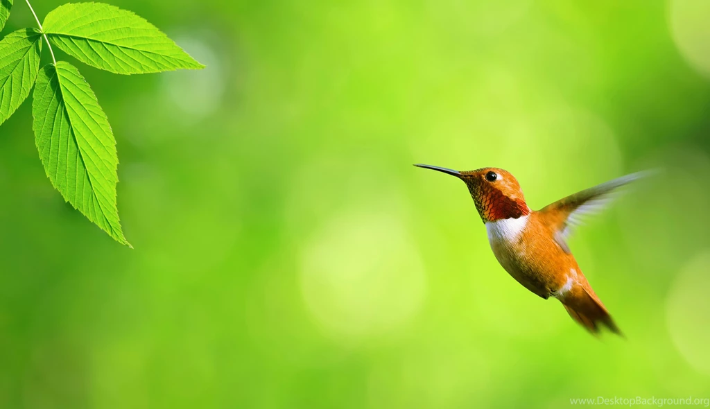 Download Desktop Backgrounds Wallpapers