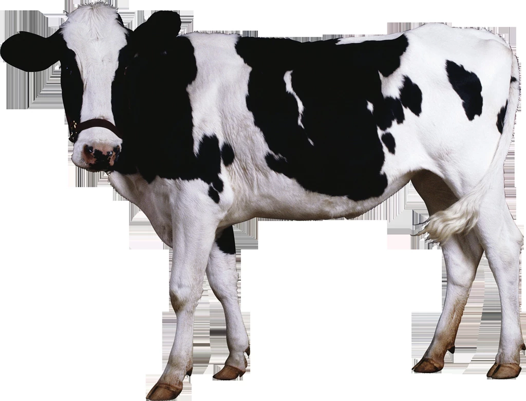 Cow PNG Image, Free Cows PNG Picture Download