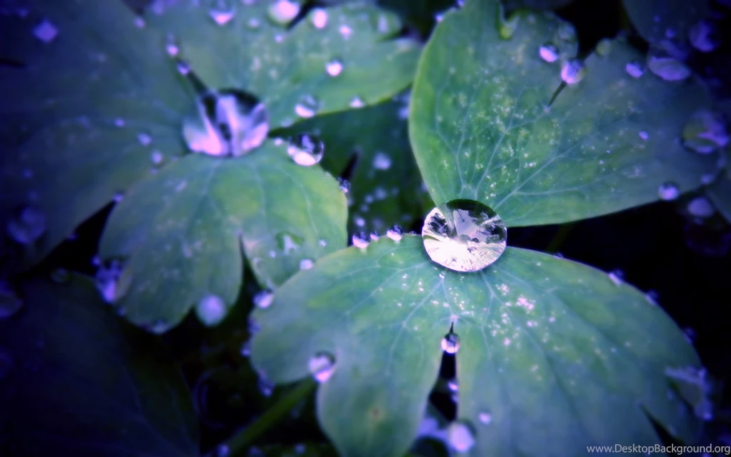 538 Water Drop HD Wallpapers