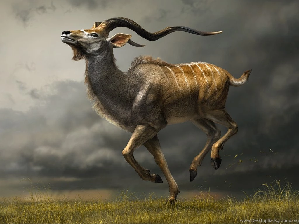 Wild Animal Pictures