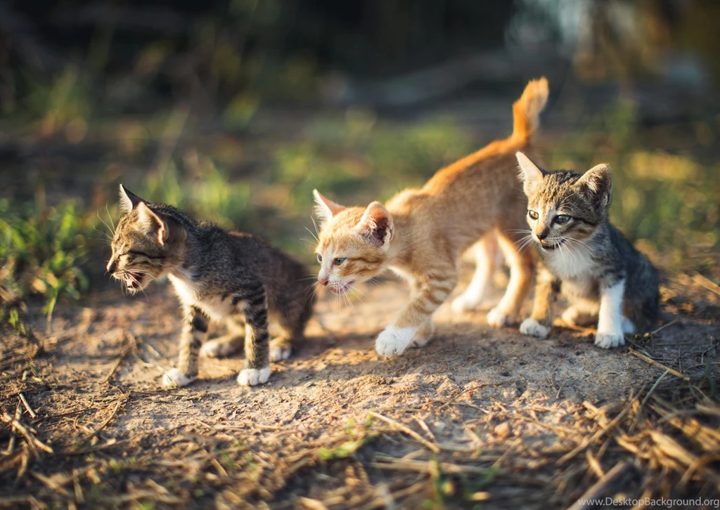 Animal Wallpapers, Wild Animal Wallpapers, Cool Pets, Animal World ...