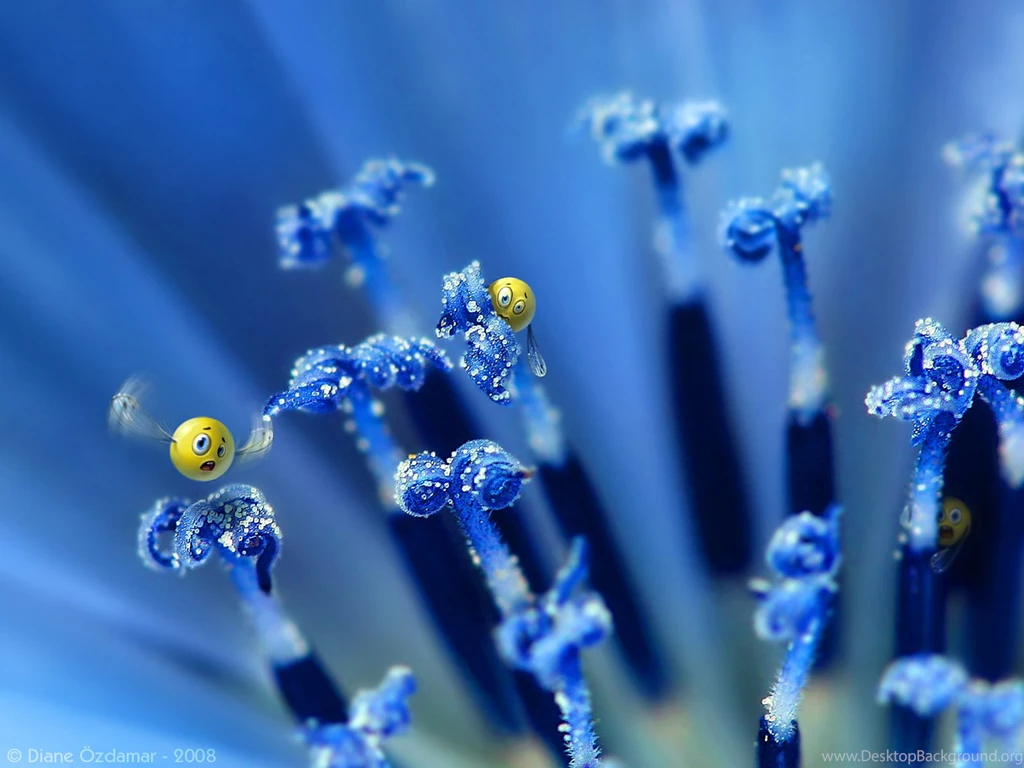 Wild Smilies Wallpapers