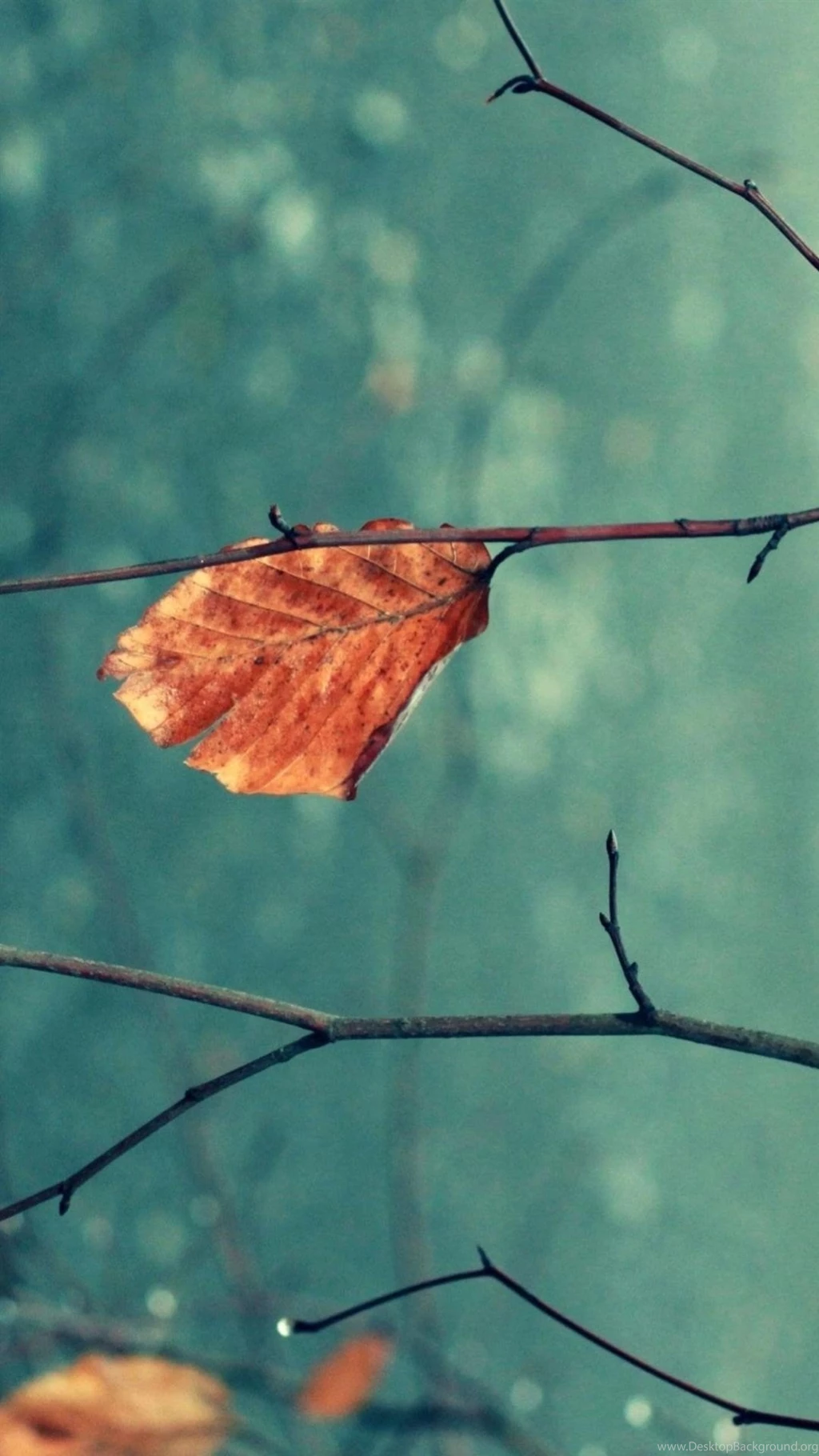 Nature Galaxy S4 Wallpapers Hd