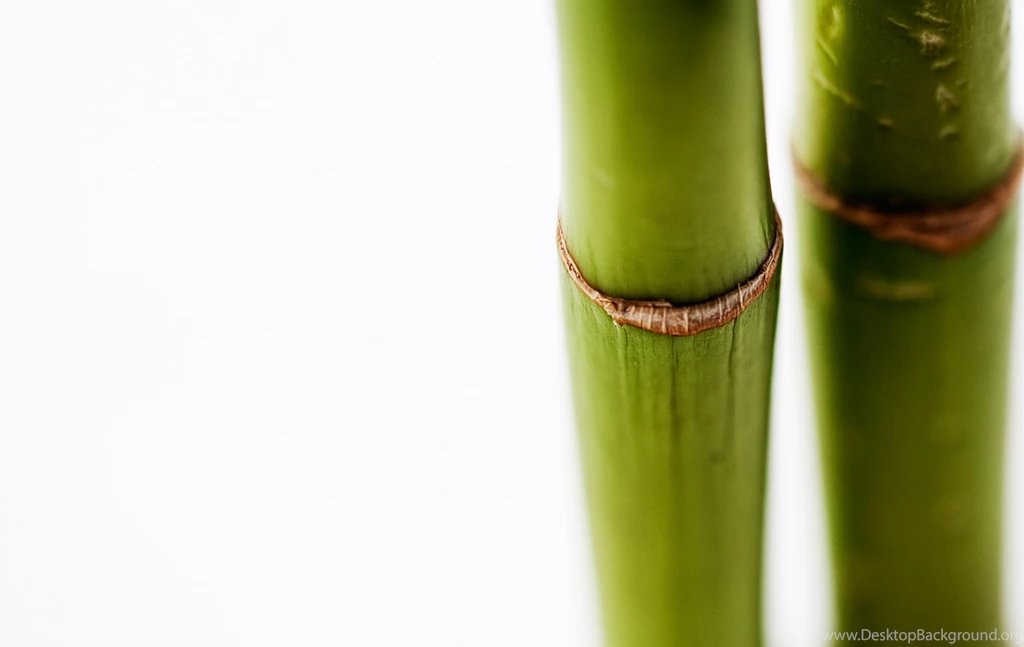 Wallpapers White, Green, Bamboo, Bamboo.