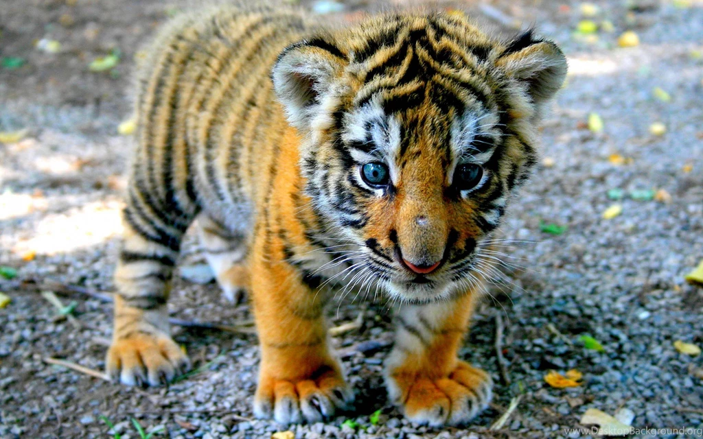Baby Tiger Cubs Wallpapers