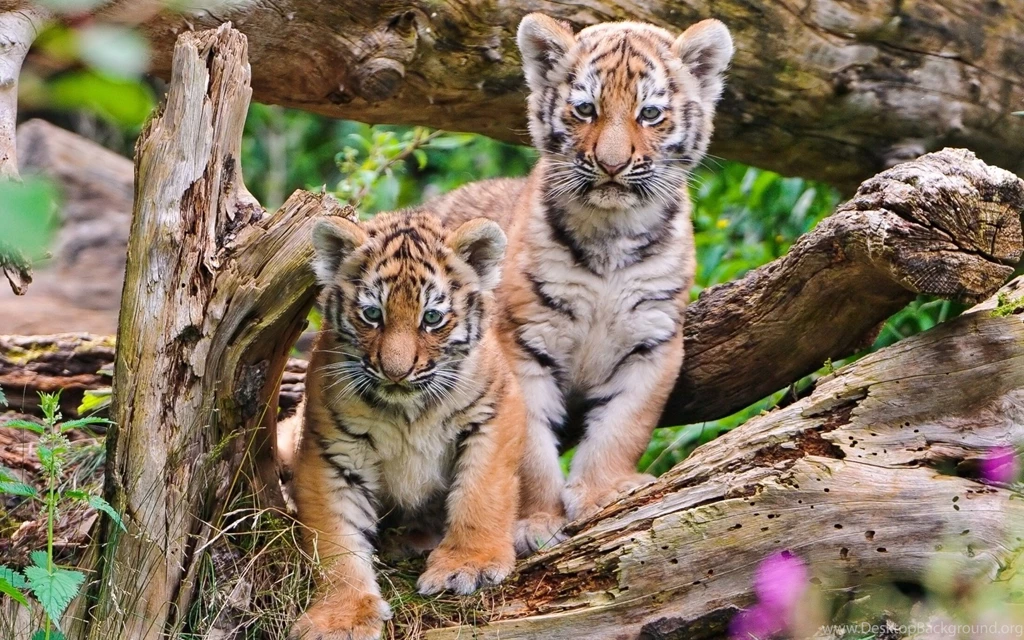 Tiger Cub Little Wilds Cats Tree Animals Hd wallpaper 1349324 ...