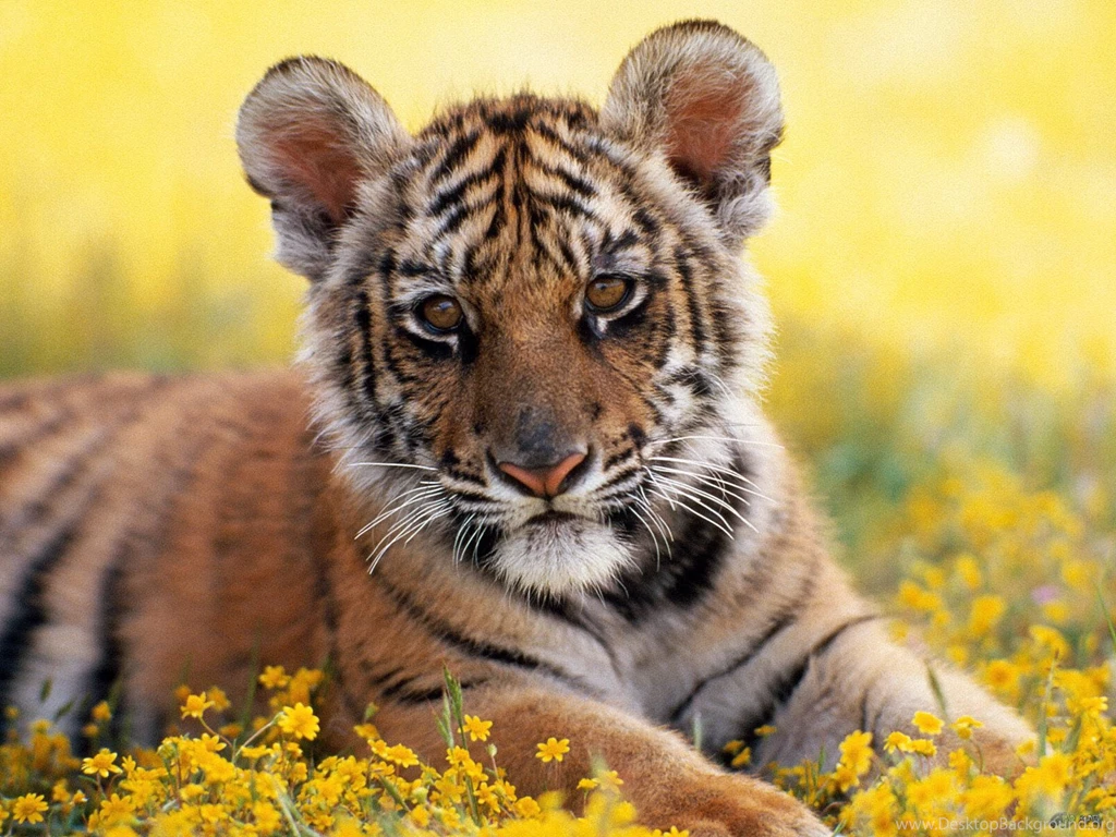 Cute Tiger Cub Posing Wallpapers