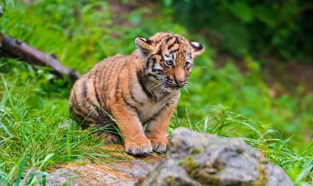 Cute Tiger Cub Wallpapers – Daily Backgrounds In HD