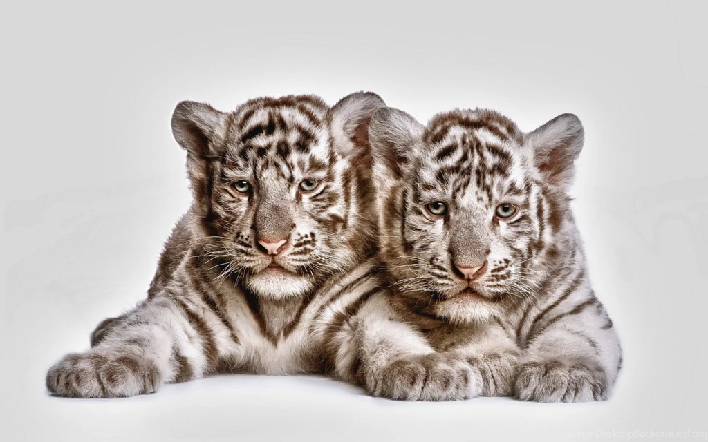 Cute Tiger Cubs Wallpapers