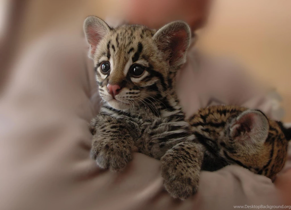 Tiger Cub >> HD Wallpaper, Get It Now!