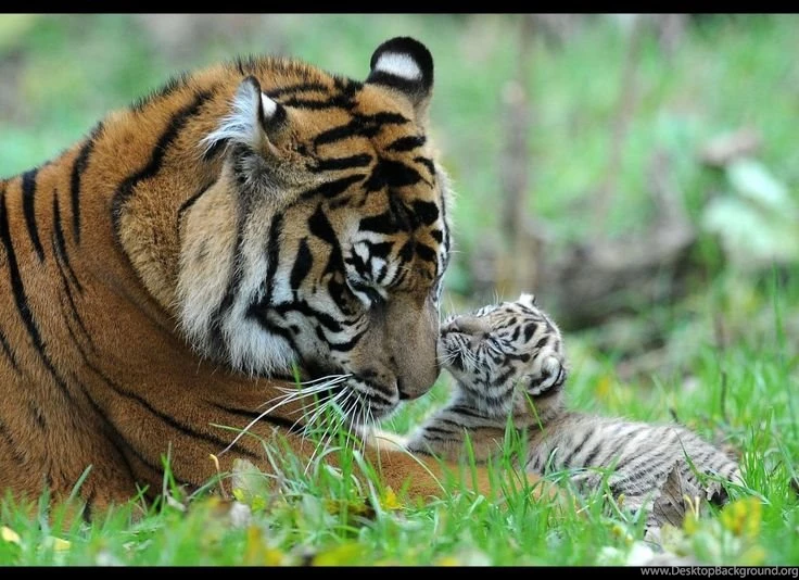 Baby Tiger