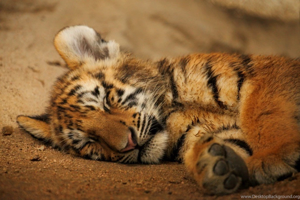 Cats: Cat Nap Sleeping Cute Wild Life Tiger Cub Best Wallpapers ...