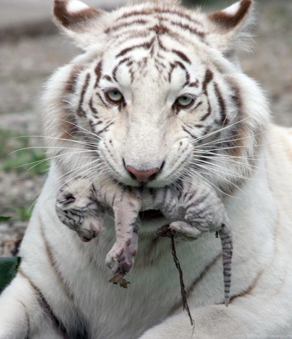 Baby White Tiger