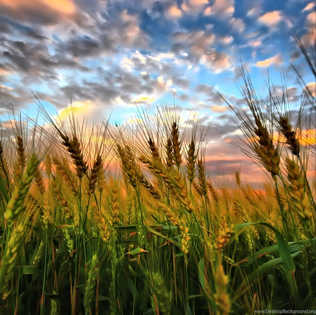 Other Wheat Sky Nature Pretty Tumblr Desktop Wallpapers ~ Other ...