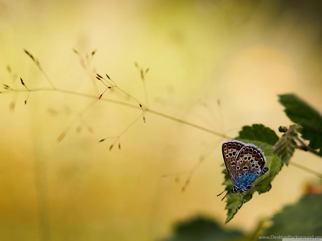 Brown And Blue Butterfly HD Desktop Wallpapers : Fullscreen ...