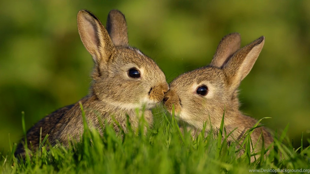 Cute Bunny Wallpapers 14292