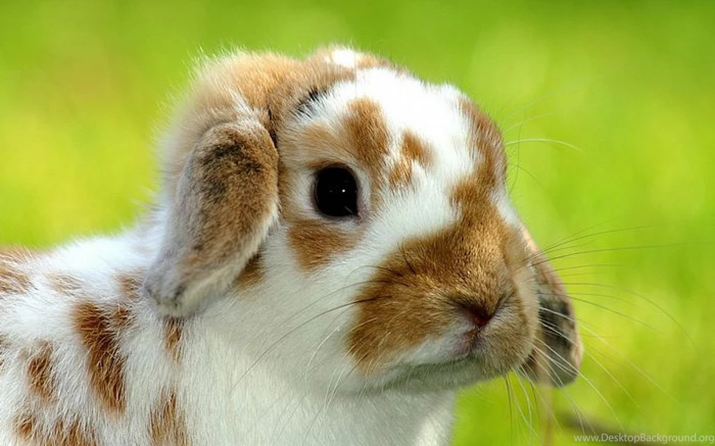 Easter Bunny Pictures Free   HD Wallpapers Pretty