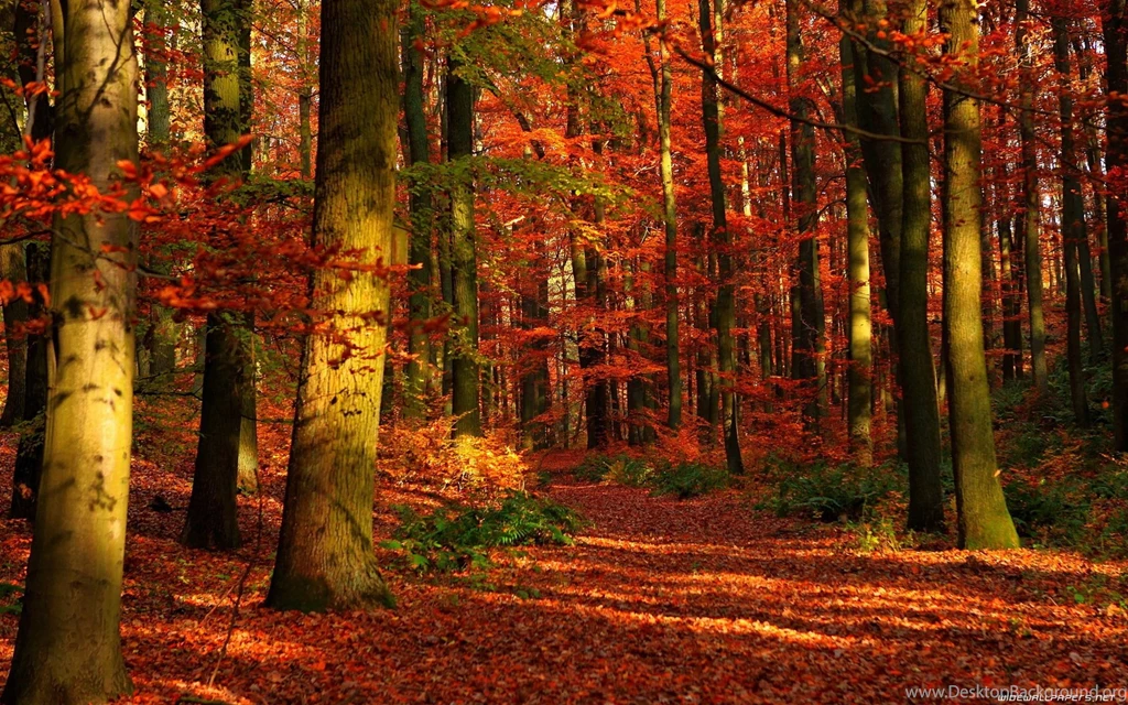 Fall Wallpapers Df HD Wallpapers