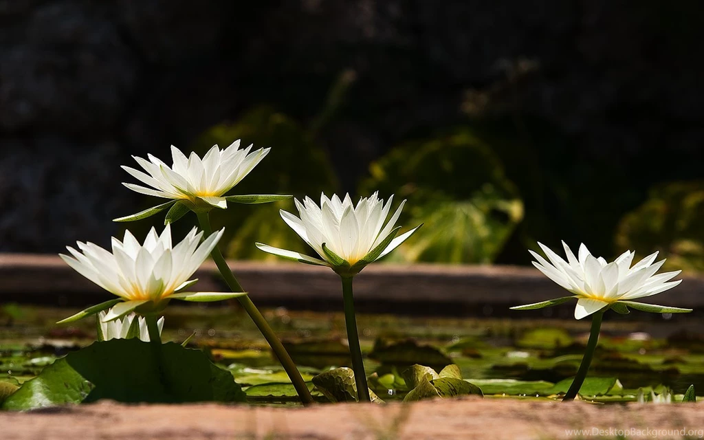 Water Lily HD Wallpapers New HD Images