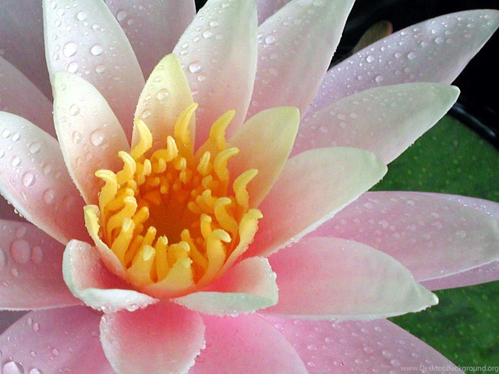 Waterlily wallpaper5090.jpg