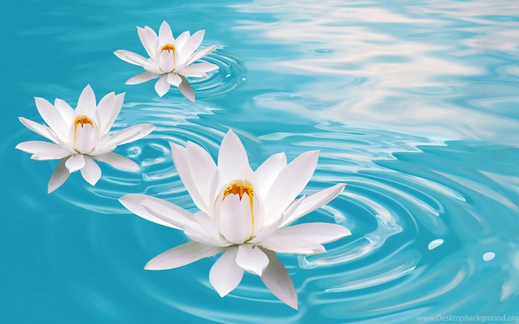 Water Lily Flower Wallpapers