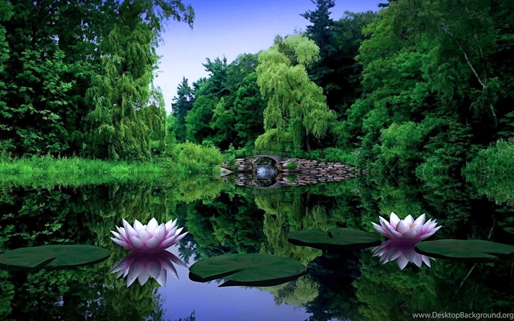Water Lily Wallpapers For Desktop In HD