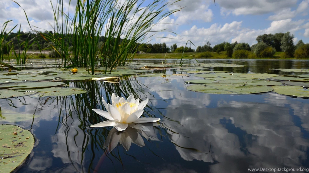 Water Lily Floating On Lake HD Wallpapers