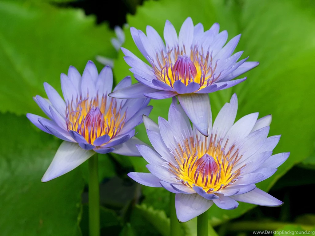 Desktop Wallpapers · Gallery · Nature · Water Lily