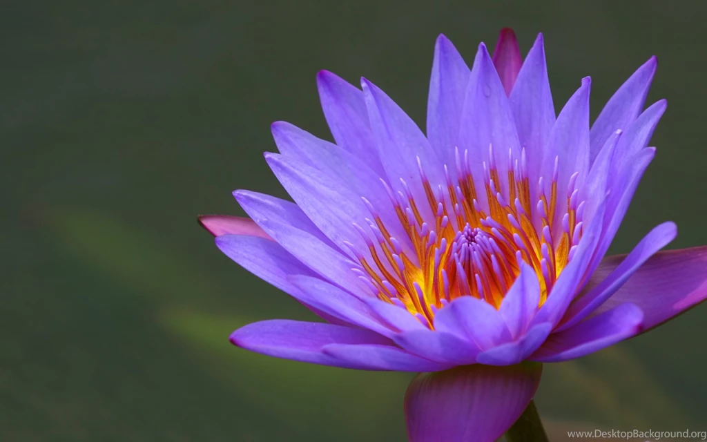 Water Lily Wallpapers