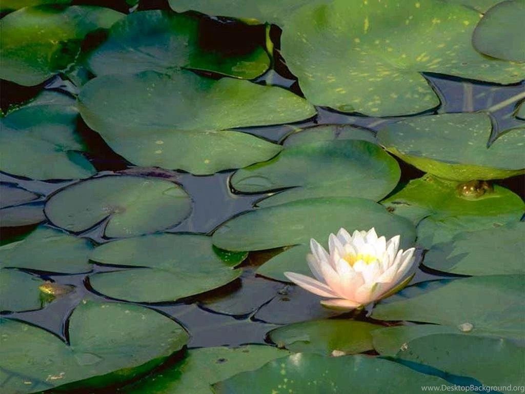 Water Lily