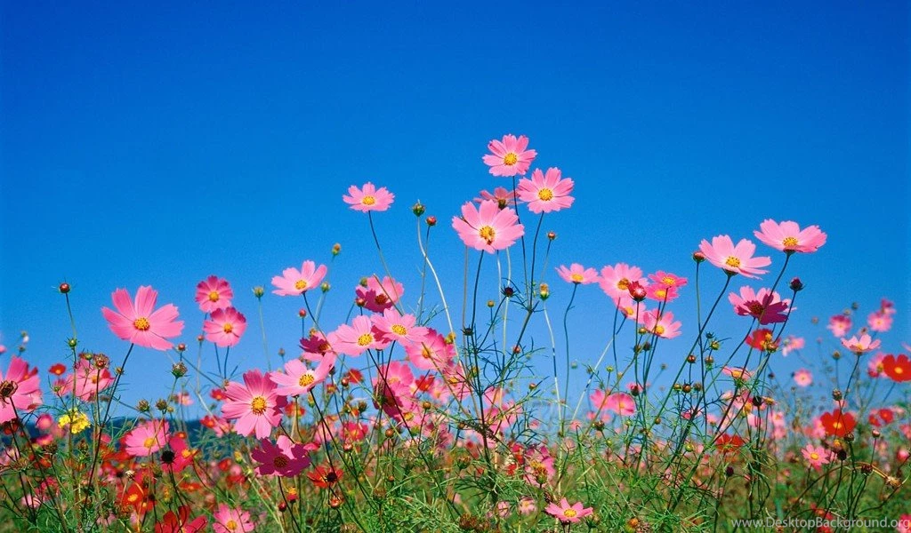 Spring Flowers Desktop Wallpapers