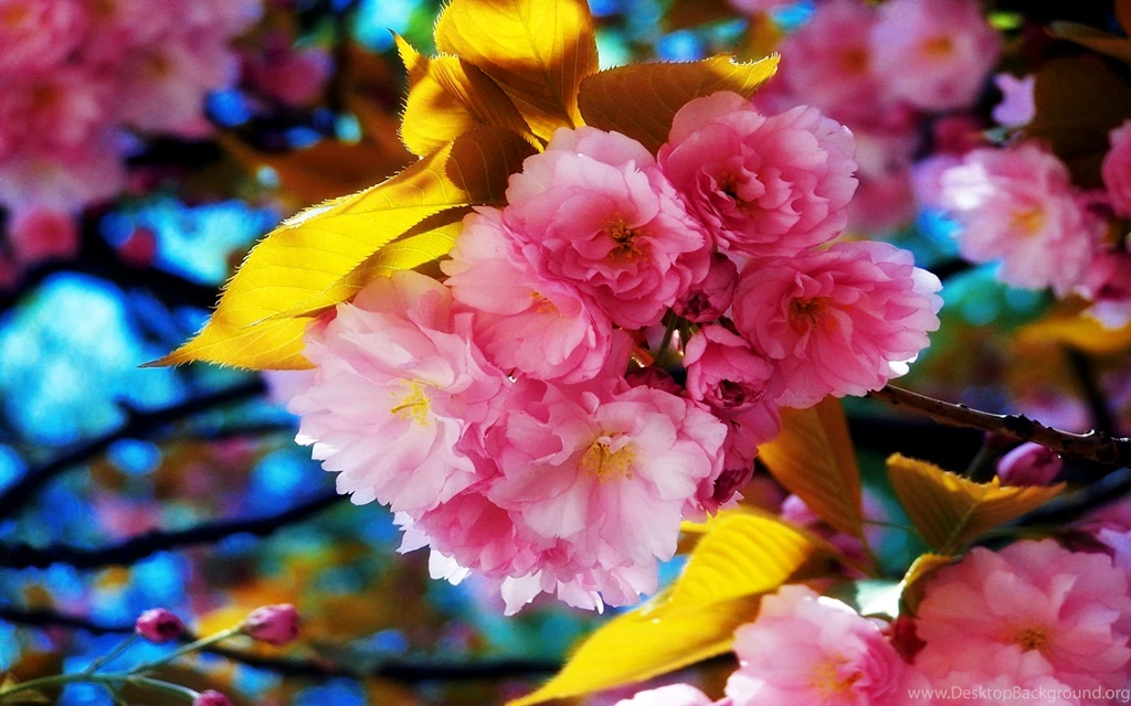 Spring Flowers Desktop Wallpapers Wallpapers HD Wide