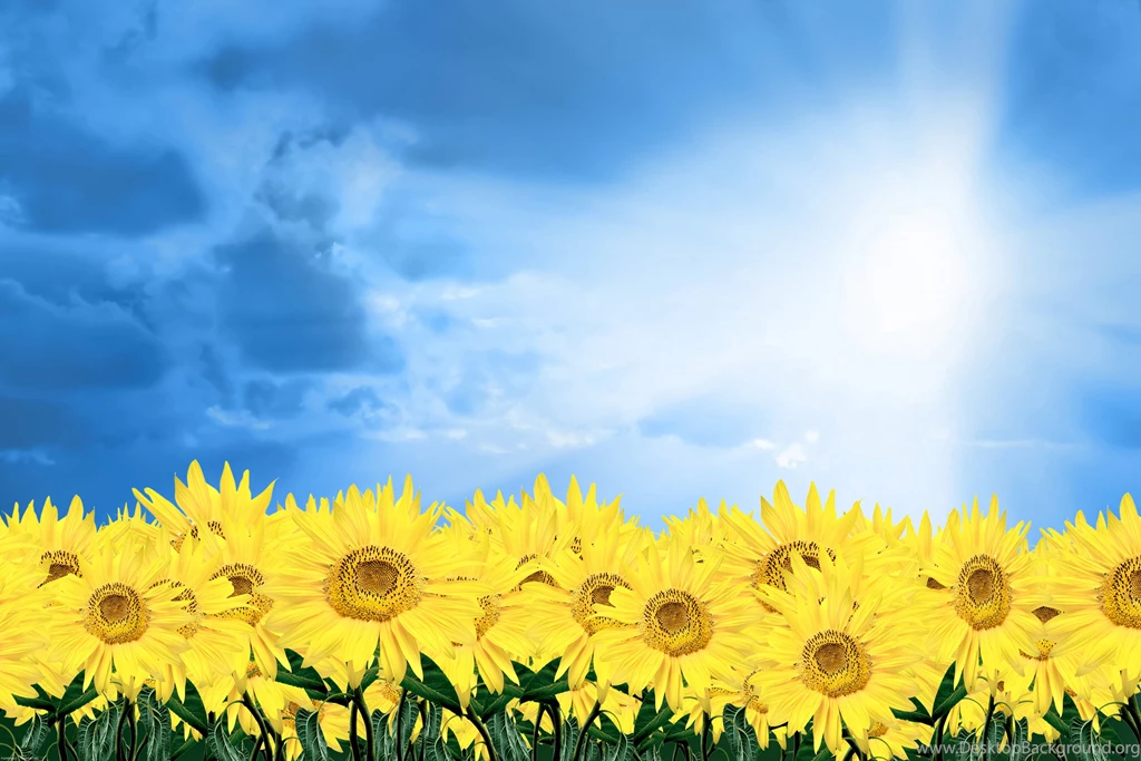 Free Desktop Wallpapers Spring Flowers Wallpapers Cave